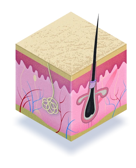 Promotes skin healing diagram